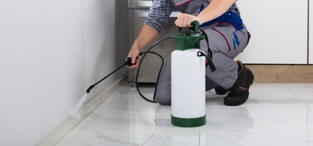 Exterminador de cinches en Missouri